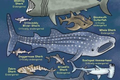 Endangered Sharks - from “Eco Kids Planet” (Dip pen with Ink / Photoshop)