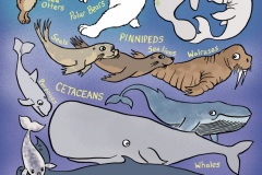 Marine Mammals - from “Eco Kids Planet” (Dip pen with Ink / Photoshop)